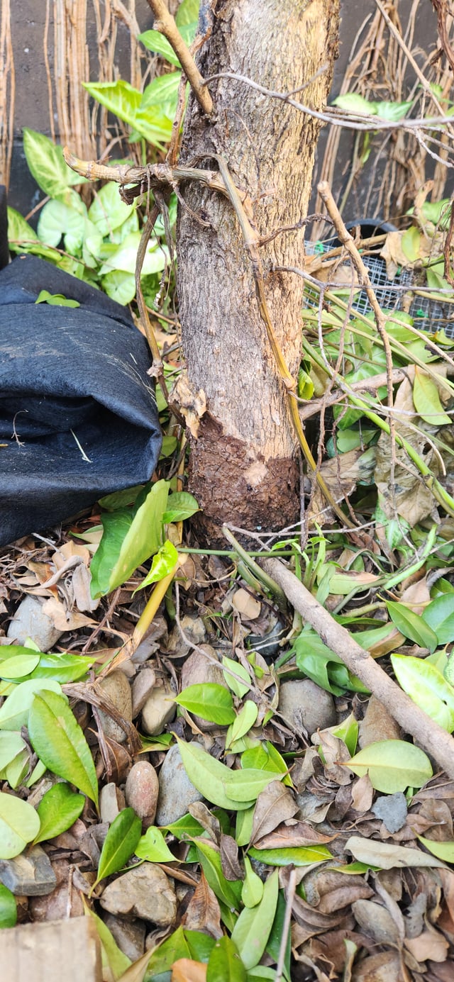 Crown rot?