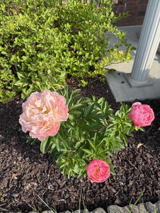 Peonies Blooming :) – Reddit Post
