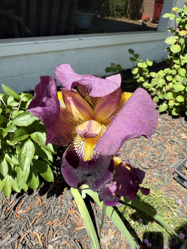 My first ever iris! – Reddit Post