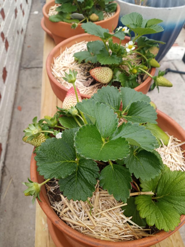 Strawberries starting in 7b – Reddit Post