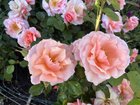 Apricot Candy Rose – Reddit Post