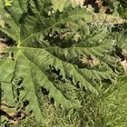 southern tas. friendly or not so friendly?