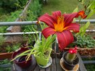 Love my balcony flowers. – Reddit Post