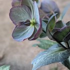 New here, just felt the need to make an appreciation post for my new obsession and favorite flower – the lenten rose/hellebore – Reddit Post