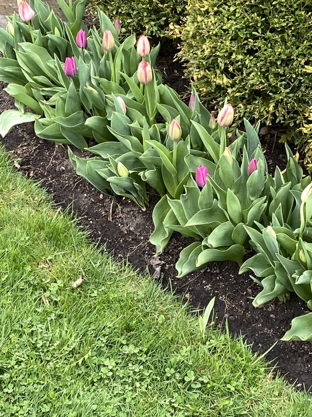 I have a habit of buying close out bulbs and planting on Thanksgiving. I had to toss a lot of nasty looking ones but all in very happy. – Reddit Post