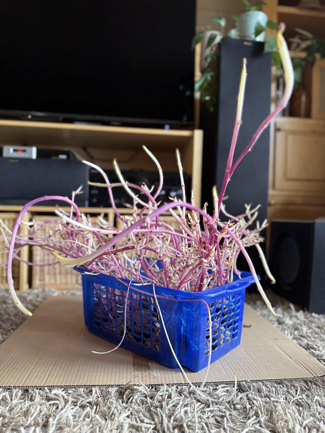 Found a lovely bouquet of potatoes in the basement. – Reddit Post
