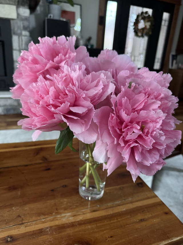 Cut the flowers off my tree peony because we are about to get hit with a storm. They smell fantastic. And no ants! – Reddit Post