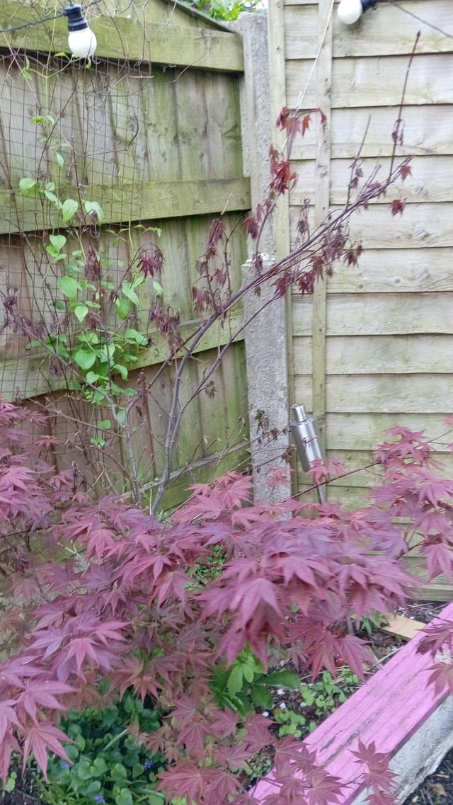 Why has half of my Acer died?