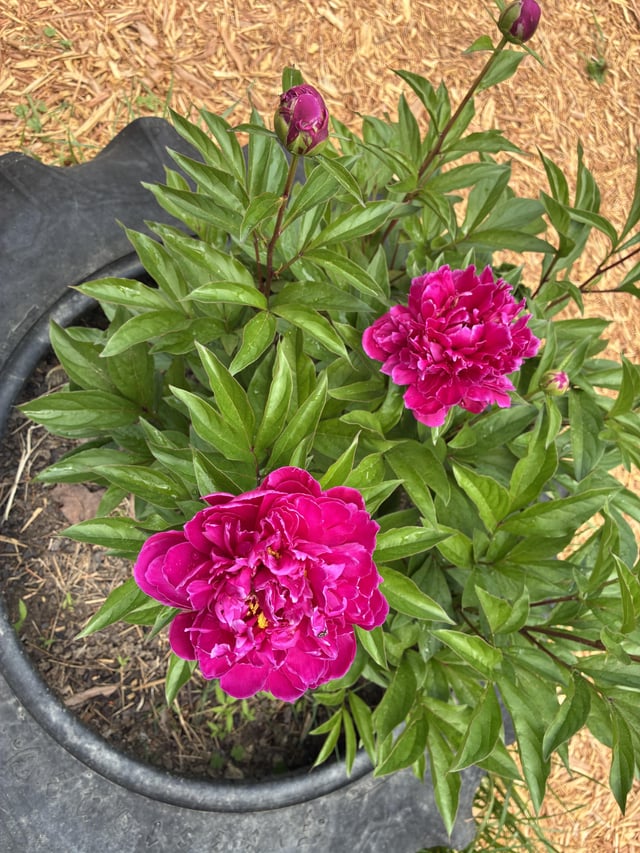 My peony’s first blooms! – Reddit Post
