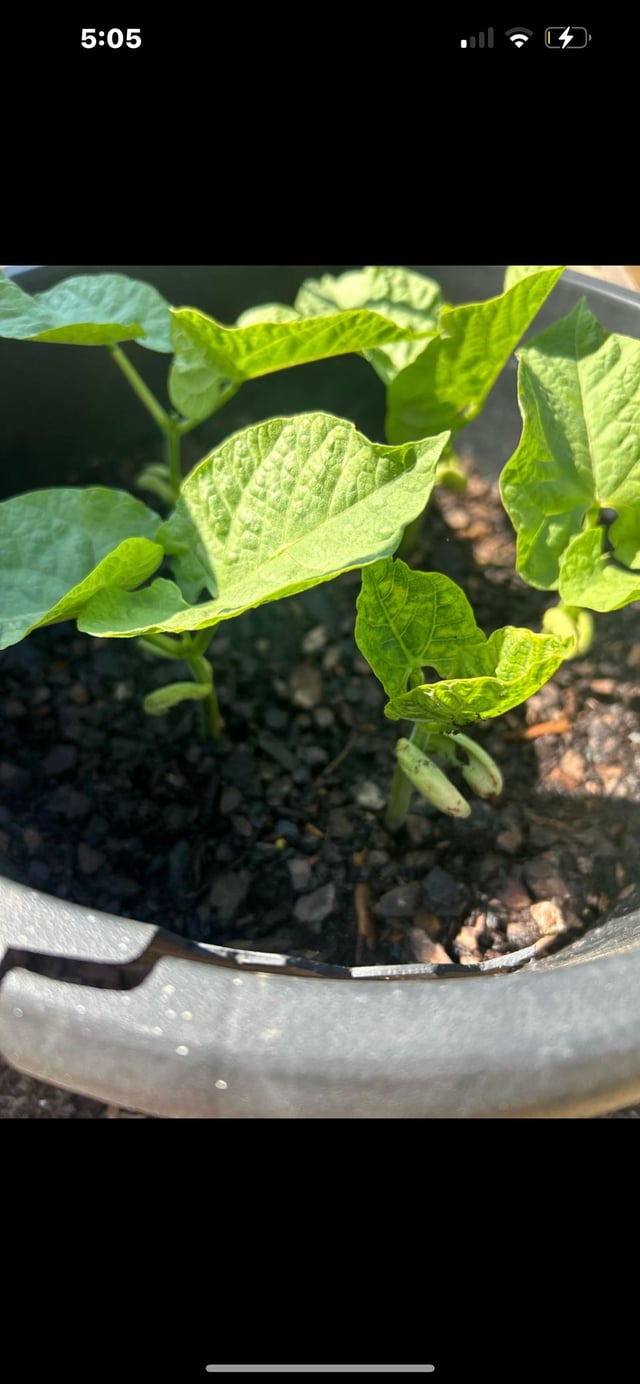 Im new to this. Are my bean bushes looking okay? – Reddit Post