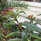 What are these things on my milkweed? – Reddit Post