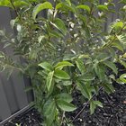 Why does google say its privet? Is it really?