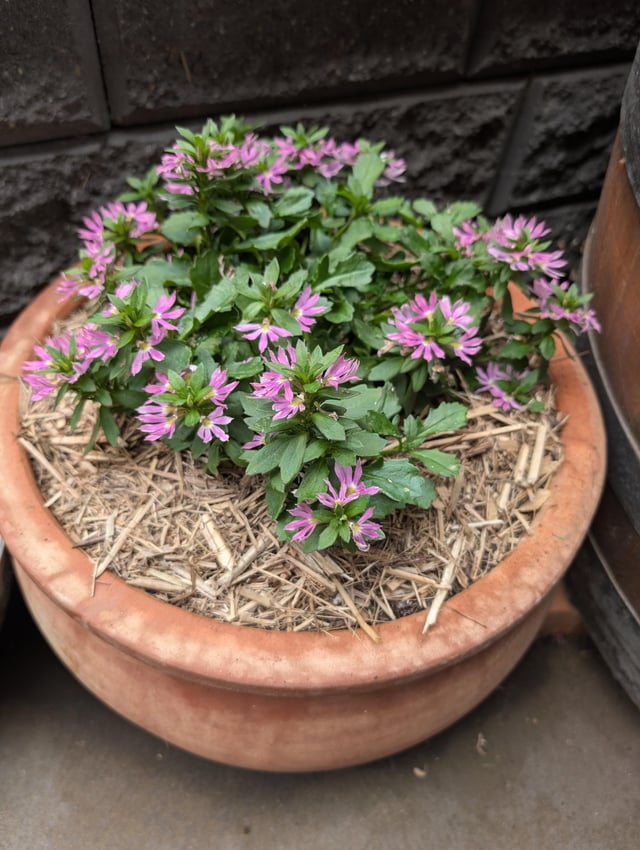 Coming into cooler weather, never boring when you plant natives!