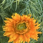 flowers from my garden – Reddit Post