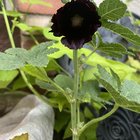 Hollyhocks – Reddit Post