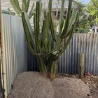 How to remove large cactus