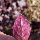 What is this on my little ruby plant ?
