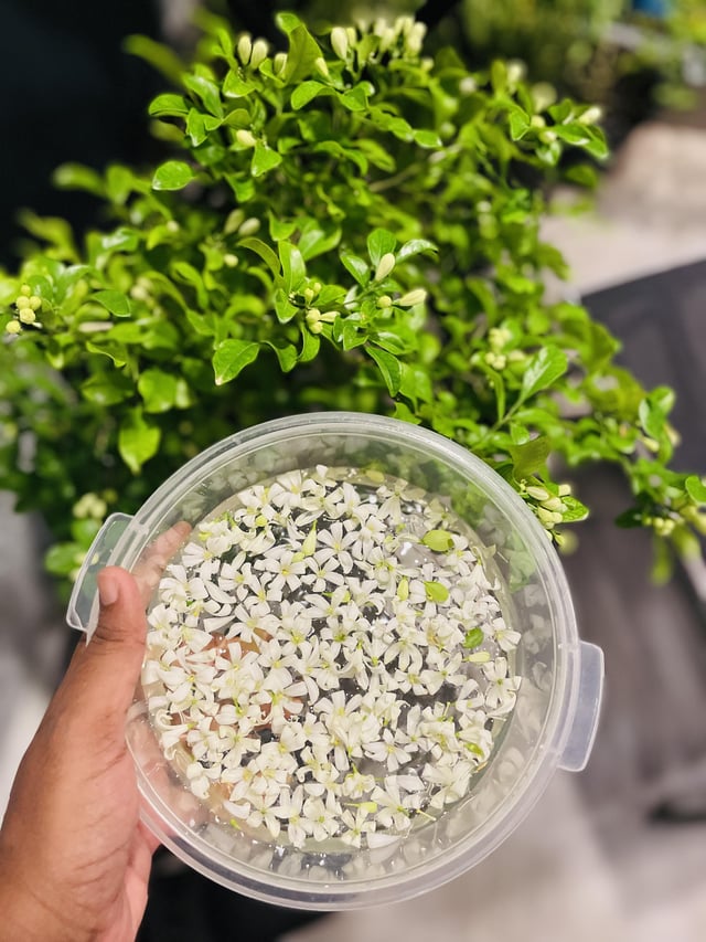 They filled the house with such an aromatic scent for 2 days! – Reddit Post