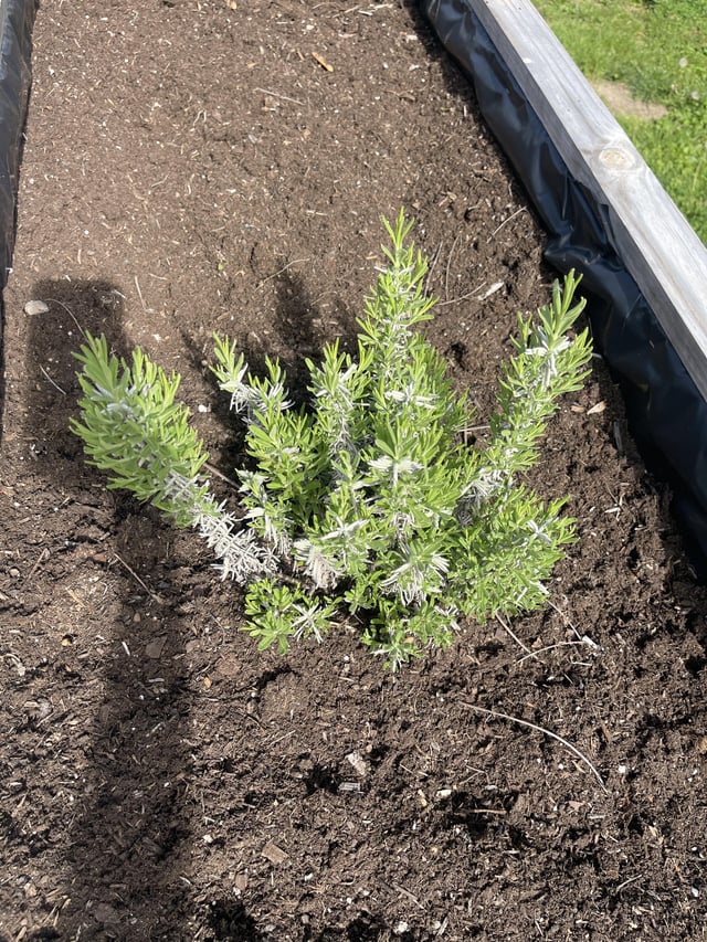 Anyone else’s lavender return this year? – Reddit Post