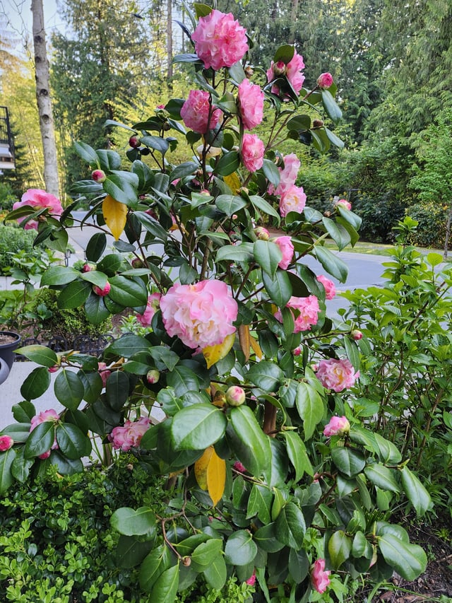 Camelia 🌸 – Reddit Post