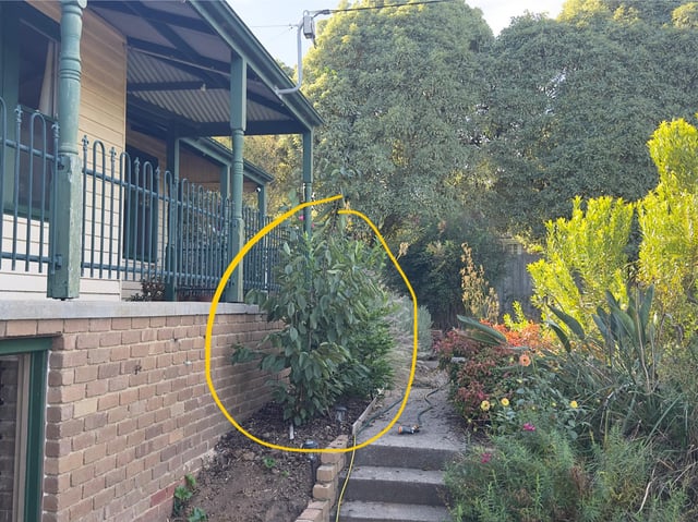 Don’t laugh at me, but was this the dumbest place to put a cherry tree? Should I remove it now before it gets too big?