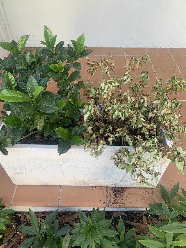 Is the left plant killing the right plant?
