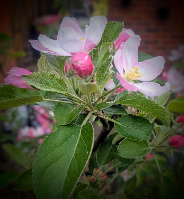 Spring 🌱