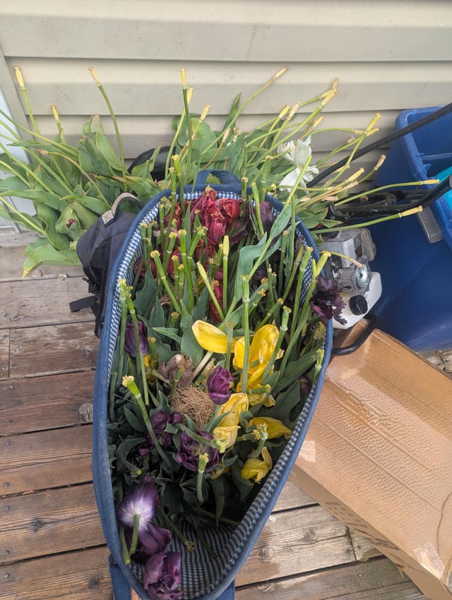 $35 all you can dig tulips down the road from me in Hurlock MD. I walked out with about 50 pounds. – Reddit Post