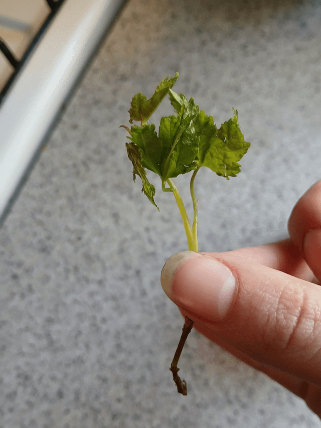Want to try and grow a root from this. Do I put it in water or soil?