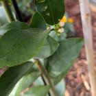 Should I remove these flowers/buds on my citrus?