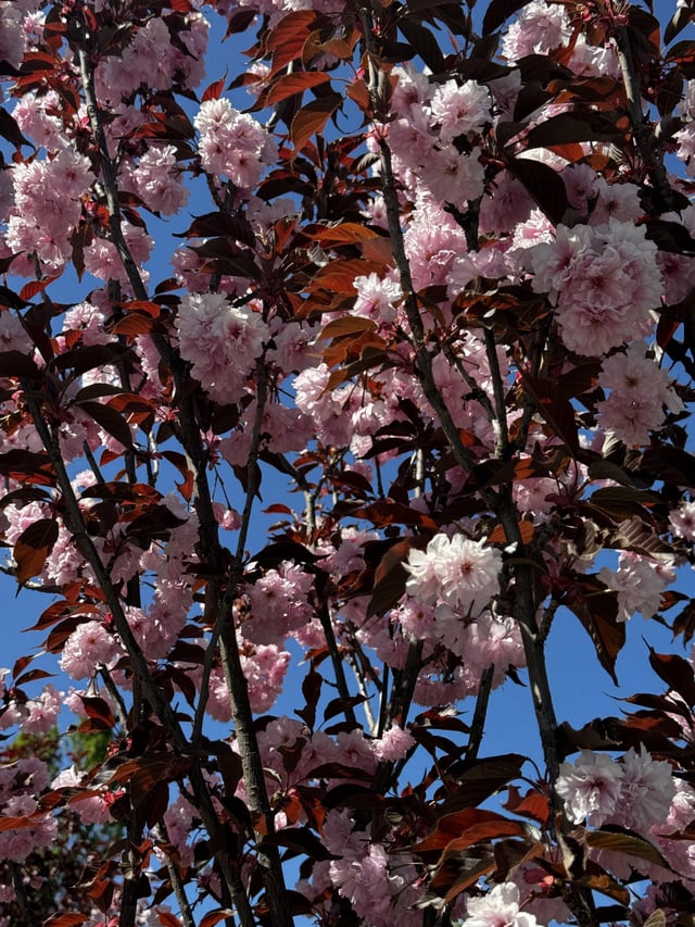 Flowering – Reddit Post