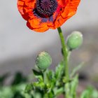Today my first ever Papaver Orientale bloomed and it’s the most stunning flower I’ve ever laid eyes on. – Reddit Post