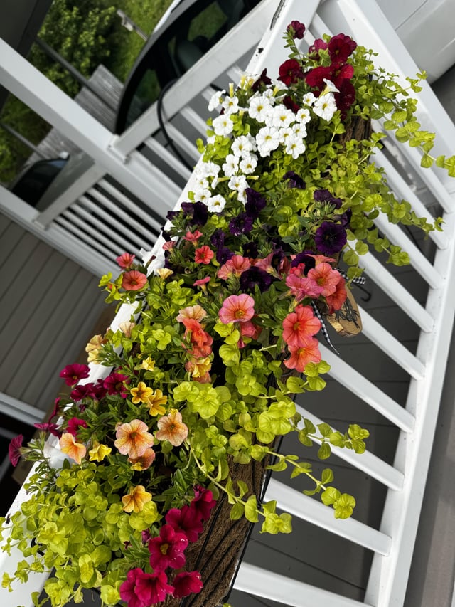 I’ve officially kept my little garden alive and thriving for a week – Reddit Post