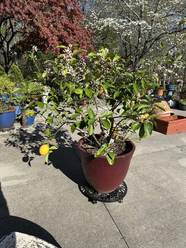 Just wanted to share my Meyers Lemon tree covered in flowers. – Reddit Post