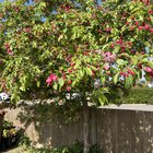 Can anyone help me identify this tree? Based in Surrey. The flowers & leaves came out about 3/4weeks ago. Goes bare in the winter