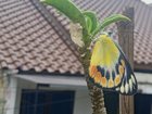 Look at this beauty just coming out of its chrysalis. – Reddit Post