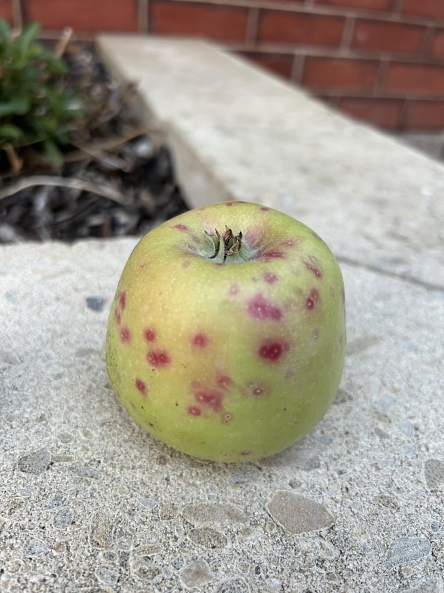 Red spots on Pinkabelle apples