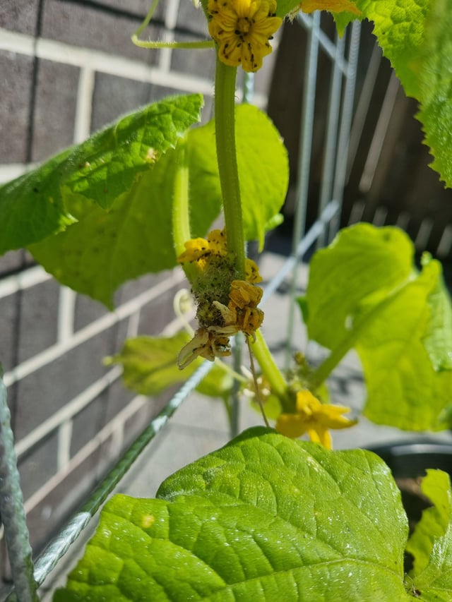 Bugs on Cucumber SE QLD