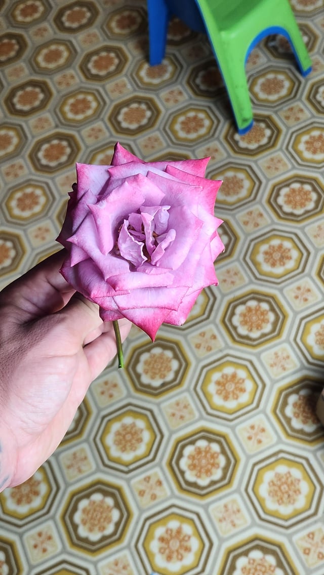 First rose of the season. Obviously, I had to give it to my wife. – Reddit Post