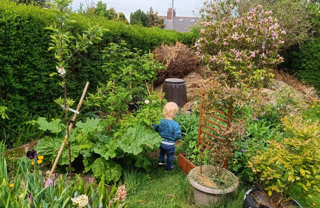 Nothing more satisfying than seeing my lil one wanting to explore my food forest in the making
