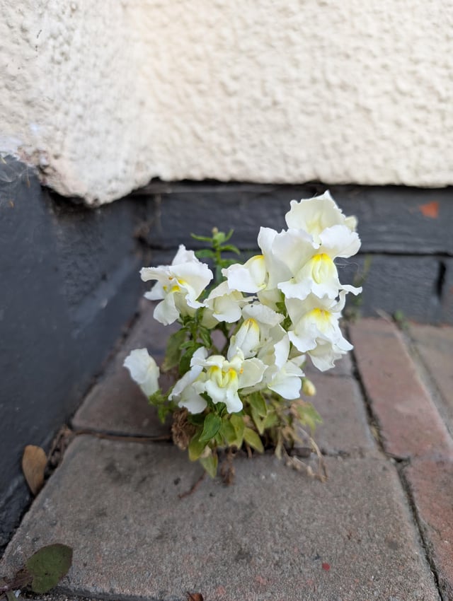 I’ve got a snap dragon growing by my front door. – Reddit Post