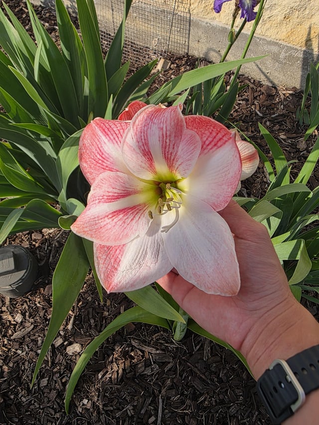 Amaryllis is really pretty – Reddit Post