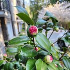 Outdoor pink plant – Reddit Post