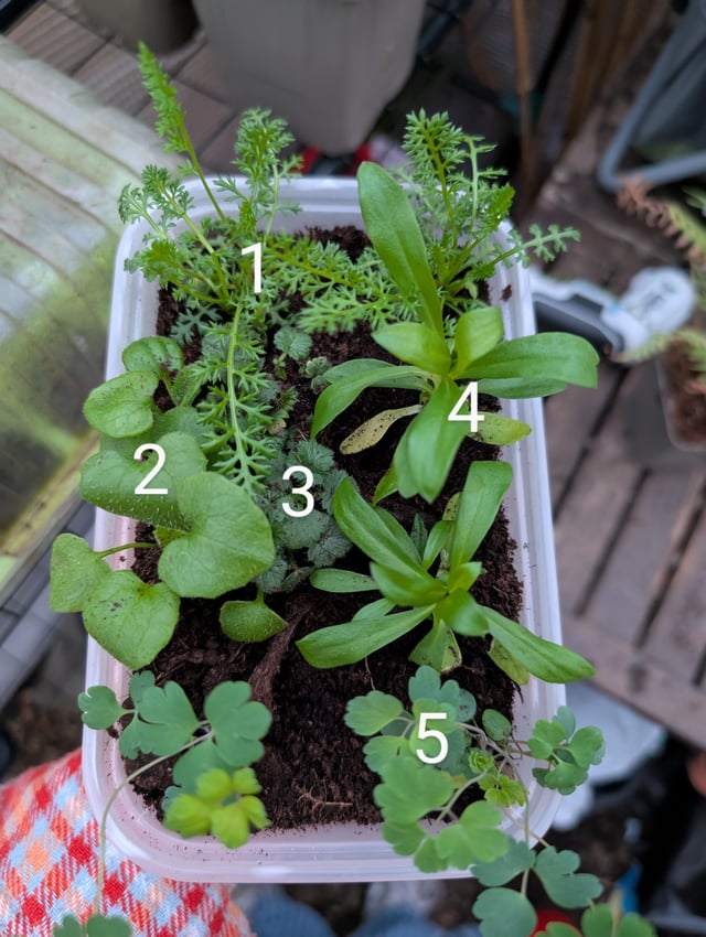 Any ideas on these perennial seedlings I was given?