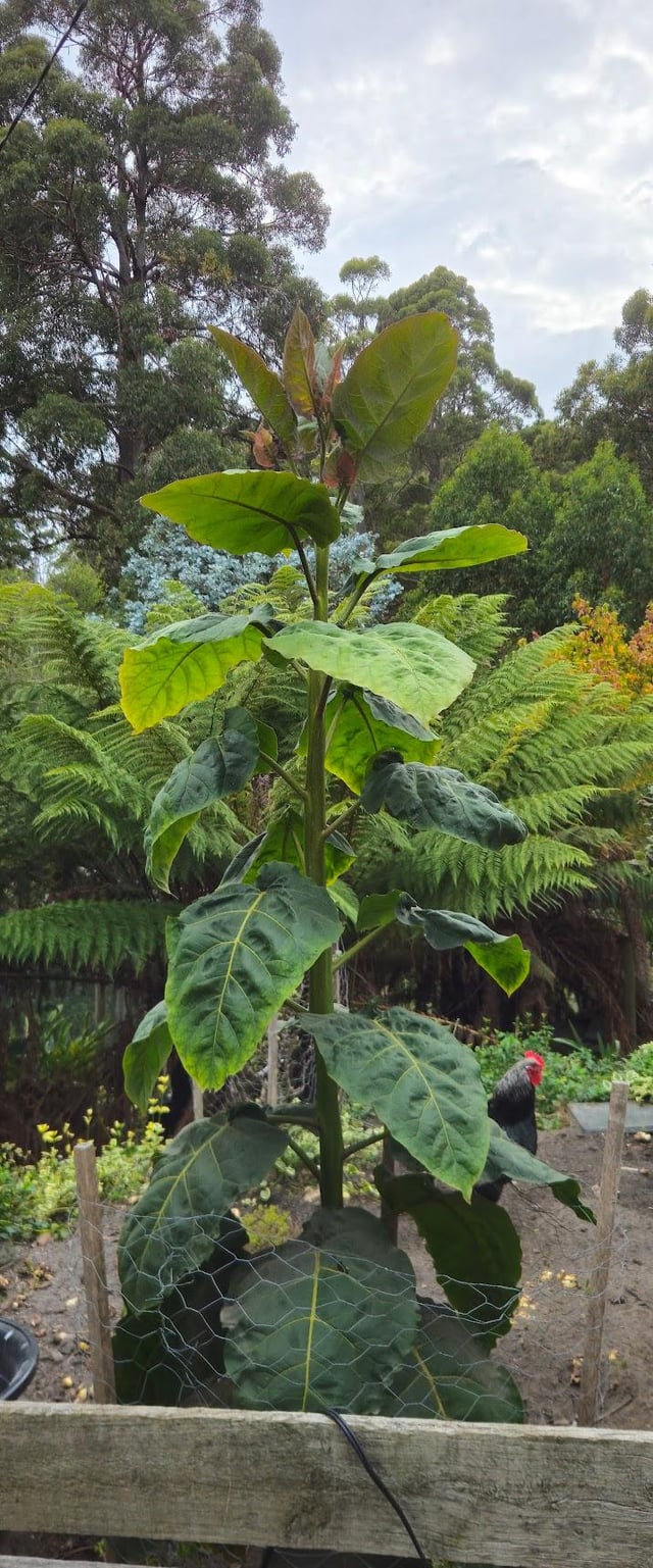 How hard can I prune this Tomarillo tree?