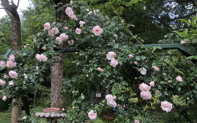 My wife wanted to share her Dr. W. Van Fleet roses. – Reddit Post