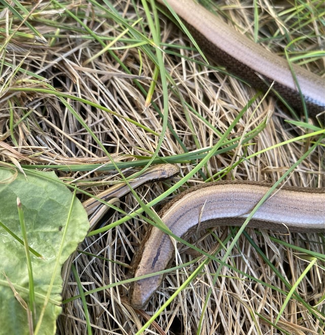 Slow worm has had a baby