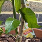 Are these green verticals stem from graft node, suckers?