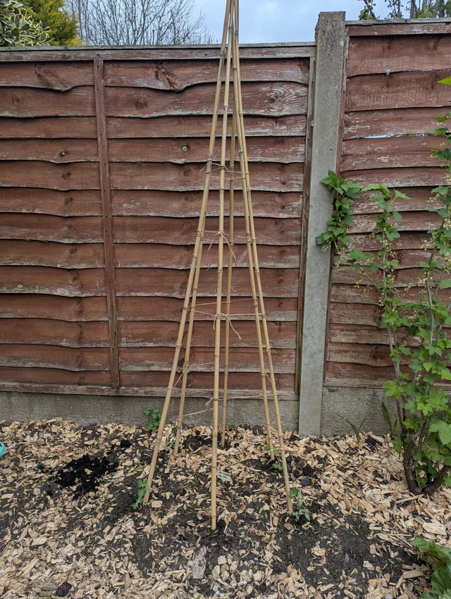 Sorry if it’s a silly question, but will my peas find the wigwam themselves, or do I need to train them?