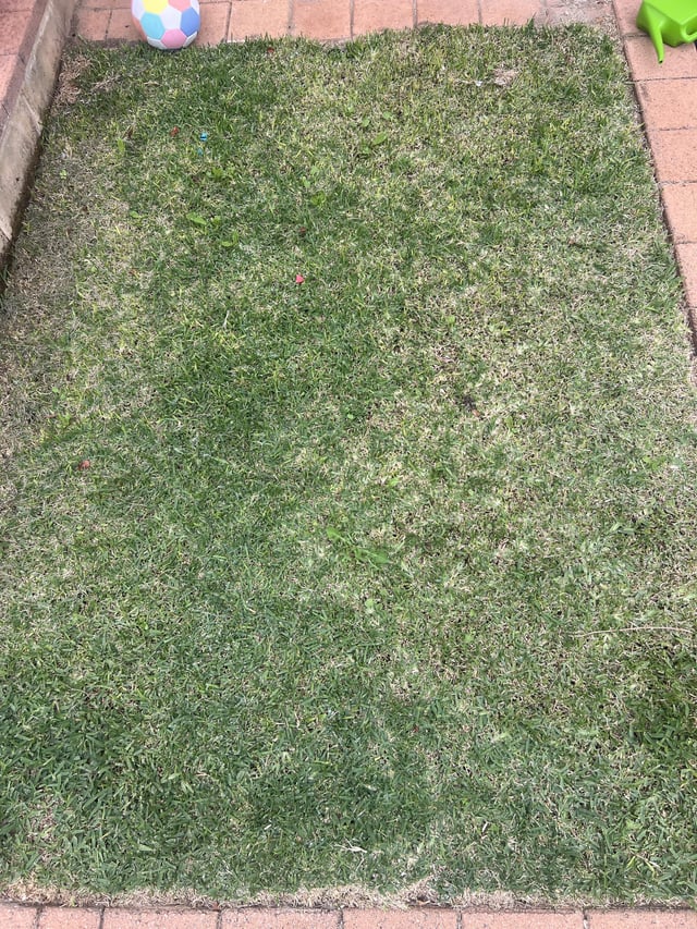 Sapphire Buffalo troubles – grubs, drainage or fungus? (Perth WA)
